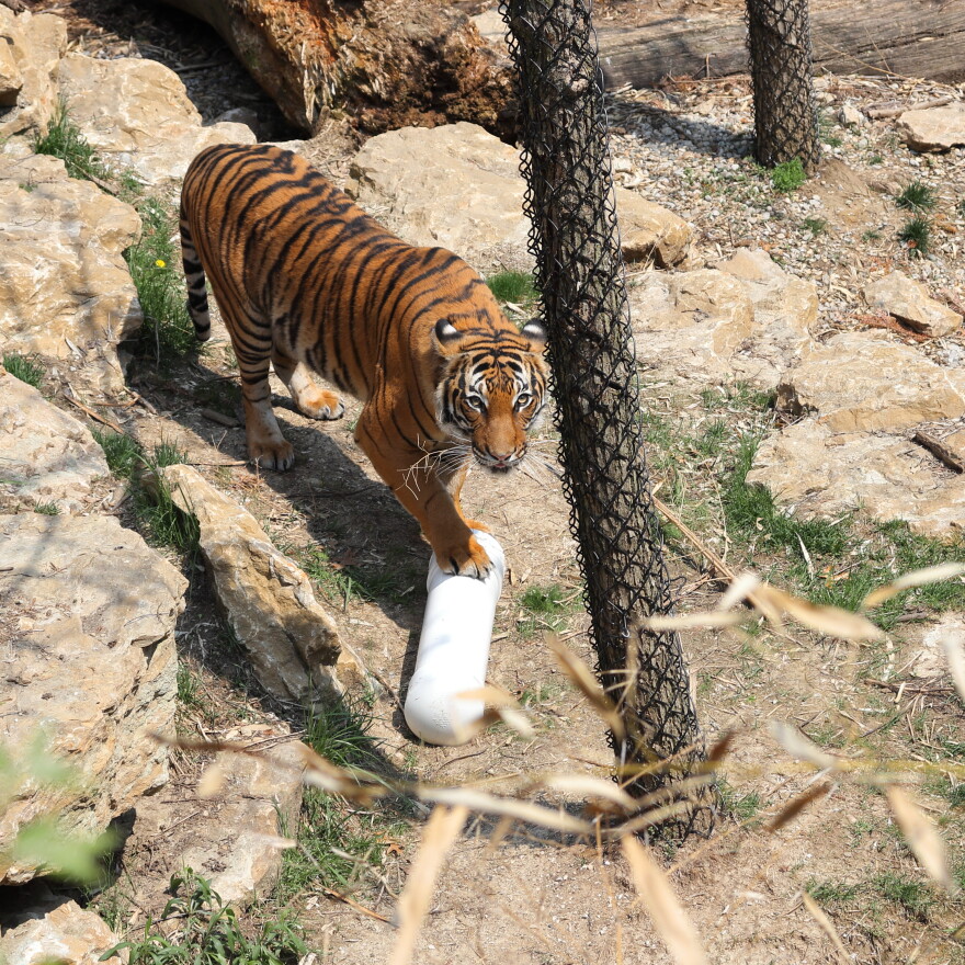 A Malayan tiger checks out a specially equipped PVC pipe designed by UC students.